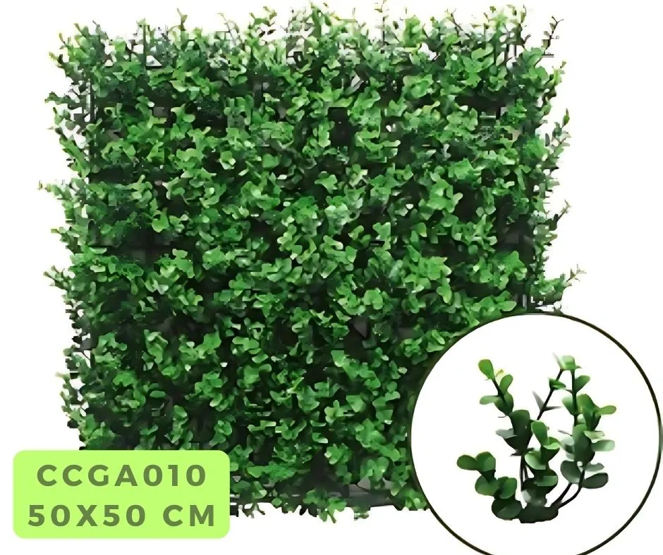 Buxus(G)