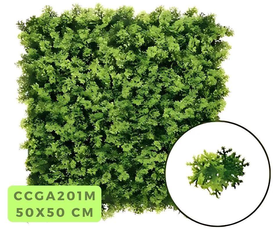 Houttuynia Cordata