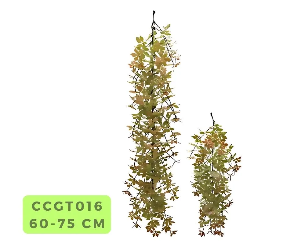 GynostemmaPentaphyllum
